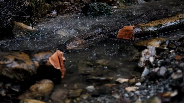 Drops of water fall into clear shallow stream from the top of small waterfall. Rain falls in forest and fills springs. Walk through the national park, macro video of water.