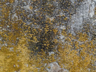 texture of an old wall of an abandoned building: yellow lichen on a stone surface