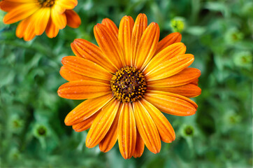 Selective focus of a beautiful orange flower of Dimorphoteca, also known as Cape marguerite African Daisy.