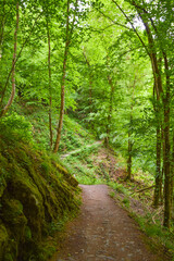 Fototapeta na wymiar Path through a green forest in Germany