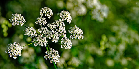 Kleine weiße Blumen in Nahaufnahme