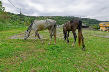 Obraz premium detail of horse in a meadow