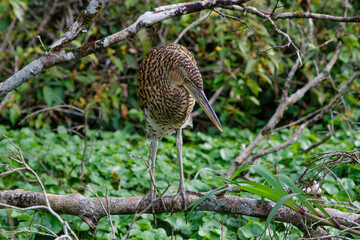 Juvenile Bare-throated tiger heron (Tigrisoma mexicanum) fishing in Tortuguero National Park in Costa Rica