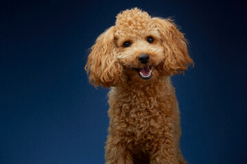 Poodle. Red Dog. The dog smiles. Fluffy dog.