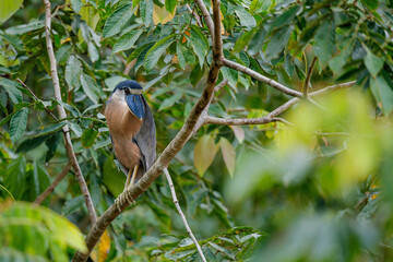 Fototapeta premium Boat-billed Heron (Cochlearius cochlearius) sitting in a tree in Cano Negro National Park in Costa Rica