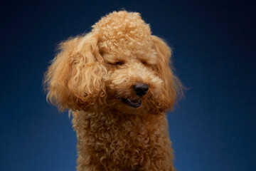 Poodle. Red Dog. The dog smiles. Fluffy dog. Shy dog.