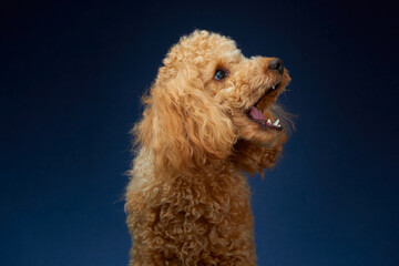 Poodle. Red Dog. The dog smiles. Fluffy dog.