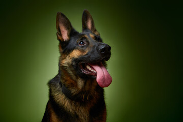 Sheepdog. German Shepherd. The dog smiles. Dog on a green background.