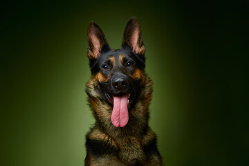 Sheepdog. German Shepherd. The dog smiles. Dog on a green background.