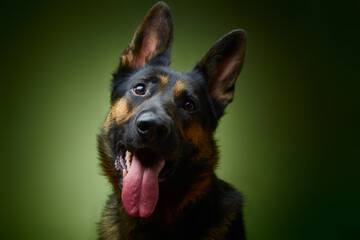Sheepdog. German Shepherd. The dog smiles. Dog on a green background.