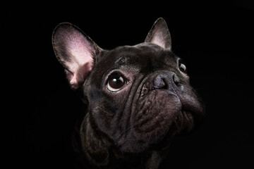 Fototapeta na wymiar French Bulldog. Black Dog.