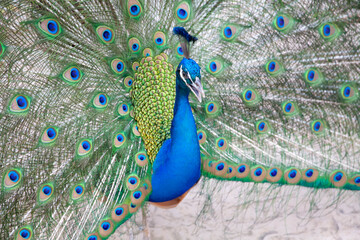Closeup of colorful peacock spreading its wing. Beautiful pattern. Selective focus