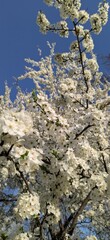 spring in the forest