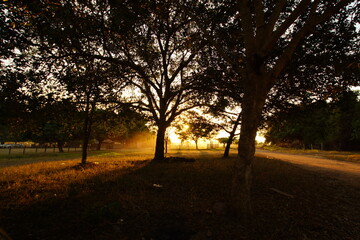 Obraz premium Pôr do Sol entre árvores