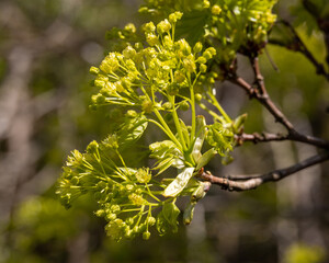 blooming tree