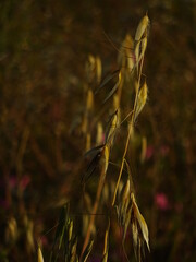 Golden grass in the wind