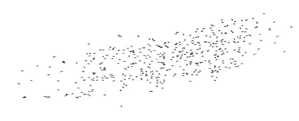 A flock of flying birds. Vector illustration