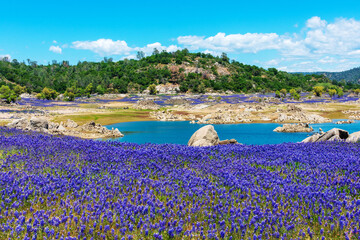 Wildflower lupines super bloom purple fields on the scenic shore of drained Folsom Lake, California