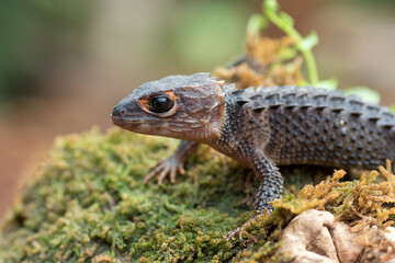 Crocodile skink lizard on their environment