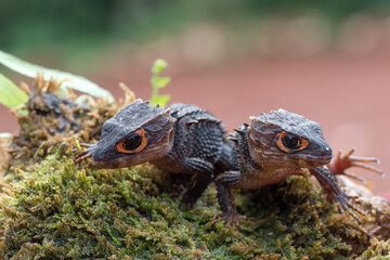 Fototapeta premium Crocodile skink lizard on their environment
