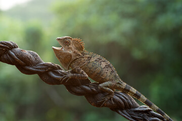 Female forest dragon ( Gonocephalus chamaeleontinus ) in defensive mode