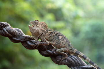 Female forest dragon ( Gonocephalus chamaeleontinus ) in defensive mode