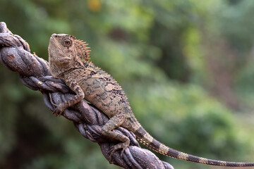 Female forest dragon ( Gonocephalus chamaeleontinus ) in defensive mode