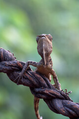 Female forest dragon ( Gonocephalus chamaeleontinus ) in defensive mode