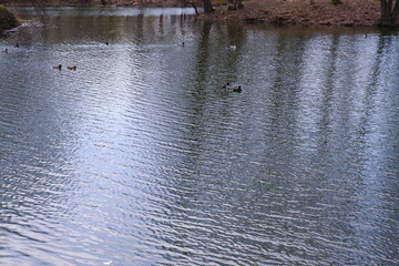 Obraz premium Pond with ducks. Water. River. The park. Nature. Birds
