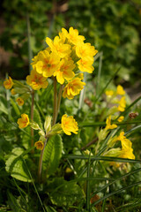 primrose, cowslip, primula, yellow spring flowers in garden