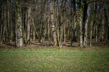 Obraz premium à la lisière de la forêt