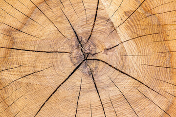 Wooden rings, annual rings, cut tree trunk