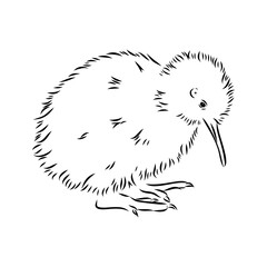 hand drawn, sketch, cartoon illustration of kiwi