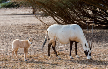 Adult and kid of antelope Arabian white oryx (Oryx dammah). The species inhabits native environments of Sahara desert, recently introduced into nature reserves of the Middle East