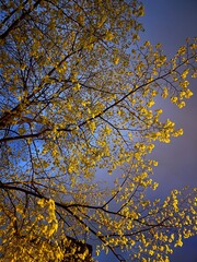 autumn trees against sky