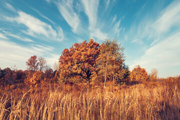 Fototapeta na wymiar Autumn golden forest. Trees on blue ske background. Autumn in Russia.