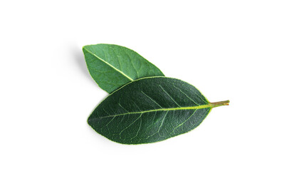 Fresh green bay leaves isolated on a white background. Laurel wreath.