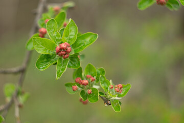 wild blossoming apple tree