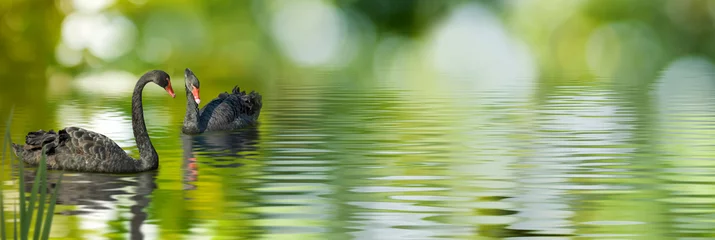 Foto op Plexiglas two black swans in the lake close-up © cooperr