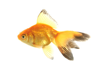 Obraz premium Fantail goldfish cutout