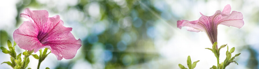 Fototapeta na wymiar beautiful flowers in the garden on blure background closeup