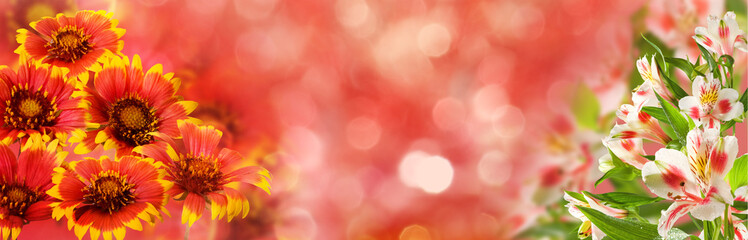 beautiful flowers in the garden on blure background closeup