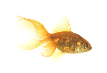 Goldfish cutout