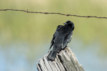Red wing blackbird looking back.