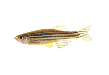 Zebra Danio fish cutout