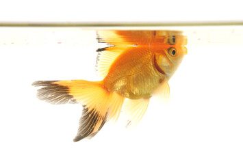 Fantail goldfish cutout