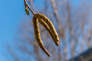 Russia. April 28, 2021. Catkins on birch trees appear in the second half of spring.