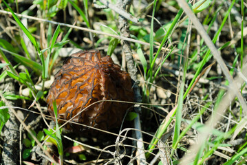 Wavy mushroom in dry and green grass