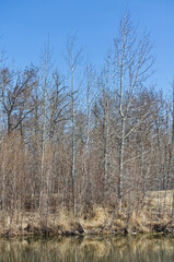 Pylypow during the Spring Season