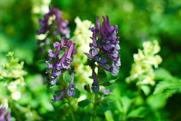 Branches of spring forest flowers in purple and white